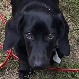 Luna - Dachshund