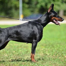 Girl 4 - Black and rust female Doberman Pinscher puppy in Chagrin Falls, Ohio from Schloss Velburg Dobermanns