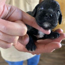 Moon - Black and white male Cavapoo puppy in Arabi, Georgia from Huckadoodle Farm
