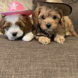 Cavalier King Charles Spaniel and Cavapoo Puppies from KC’s Cavs& Creams