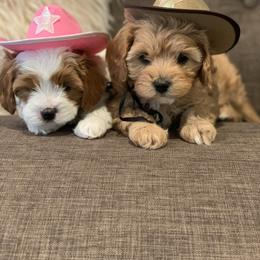 Cavalier King Charles Spaniel and Cavapoo Puppies from KC’s Cavs& Creams