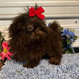 AKC Bailey - Chocolate male Shih Tzu puppy in Elgin, South Carolina from Silver Bells Paw Prints