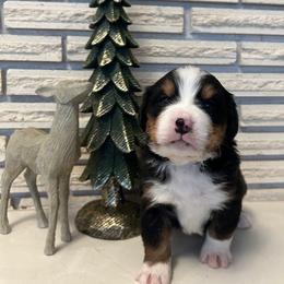 Brown boy - Black rust and white male Bernese Mountain Dog puppy in Oakley, Idaho from Purple Sage Puppies Bernese Mountain Dogs