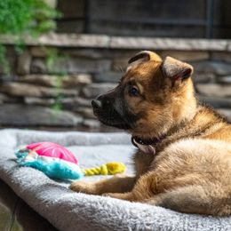Belgian Malinois, Dutch Shepherd, and German Shepherd Puppies from Stay Wild K9