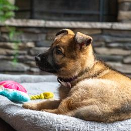 Belgian Malinois, Dutch Shepherd, and German Shepherd Puppies from Stay Wild K9