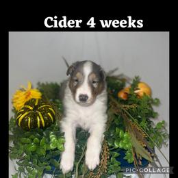 Collie Puppies from Jolly Collies