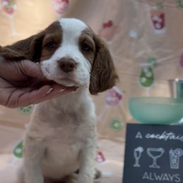Mimosa - White and orange female Brittany puppy in Downers Grove, Illinois from Attitude Brittanys