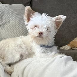 Cammie - Yorkshire Terrier