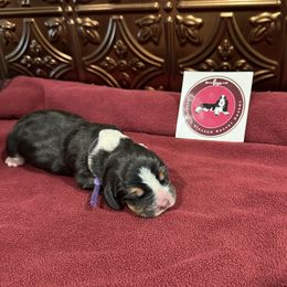 Purple Female - Black white and brown female Basset Hound puppy in Richland, Washington from Blessed Basset Hounds