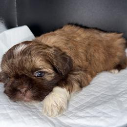 Boy 1 - Chocolate and tan male Shih Tzu puppy in Albany, New York from Precious Shihpoo’s and Luxurious Shih Tzu’s