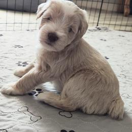 Winston - Wheaten male Miniature Schnauzer puppy in Diana, Texas from Happy Pawz Schnauzers