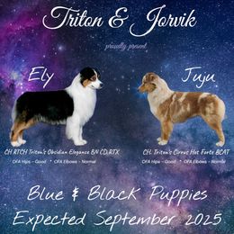 Australian Shepherd puppies from Jorvik Australian Shepherds