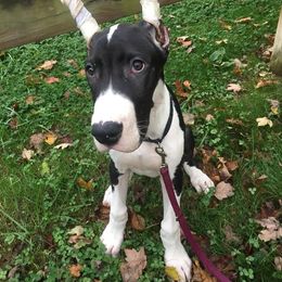 Great Dane Puppies from TW Great Danes