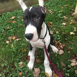 Great Dane Puppies from TW Great Danes