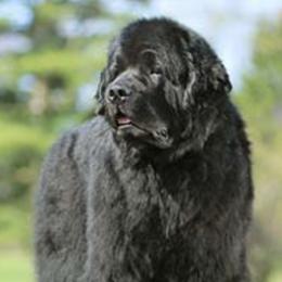 Newfoundlands from Bear N Mind Newfoundlands