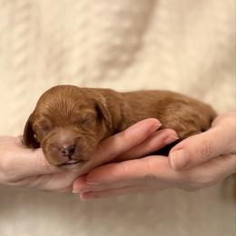 Boy 1 - Red male Cavapoo puppy in Kalamazoo, Michigan from Sleeping Bear Kennels