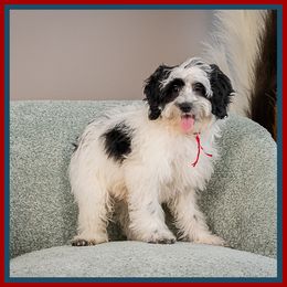 Maxim - Black male Cockapoo puppy in Connersville, Indiana from Deaz Doodle Ranch