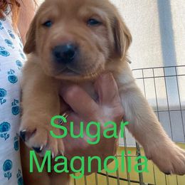 Sugar Magnolia - Yellow female Labrador Retriever puppy in Mineral, Virginia from Canine Assist
