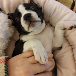 Boston Terrier Puppies from Lola’s House of Bostons & Rescue