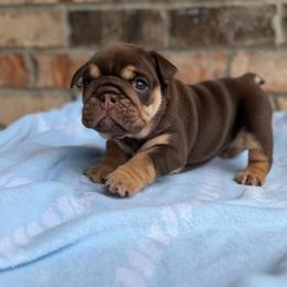 Boy 1 - Chocolate tri-color male Bulldog puppy in Hernando, Mississippi from Blues City Bulldogs