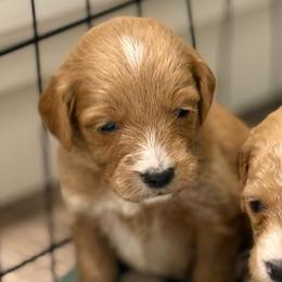 Audie - Red  male Goldendoodle puppy in Ambrose, Georgia from Brandilyn's Aussies