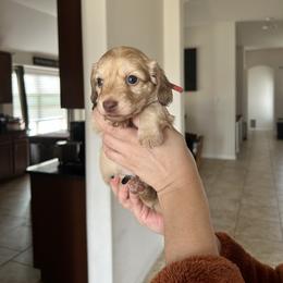 Girl 2 Red - Storm is a Shaded cream - Cream female Dachshund puppy in Hutto, Texas from R.G. Dachshunds