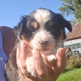 BLACK-fluffy tail docked - Black and tan male American Corgi puppy in Walker, Iowa from Double K Corgis
