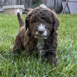 Bear - Chocolate male Labradoodle puppy in Centennial, Colorado from Jazzy's Doodles