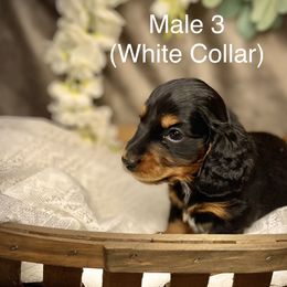 Male 3 - Dachshund puppy in North Port, Florida from Jessica Louise Dachshunds
