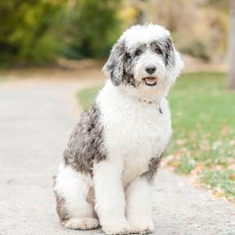 Gwen - Sheepadoodle