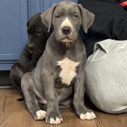 Tom - Blue male Great Dane puppy in Ottumwa, Iowa from Robin's Great Danes