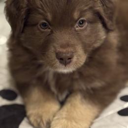 Cocoa Bean - Red tri-color female Australian Shepherd puppy in Rochelle, Illinois from Countryside Kennels and Aussies
