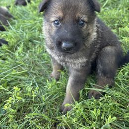Molly - Sable female German Shepherd puppy in Humboldt, Iowa from Carlson Hill Farm
