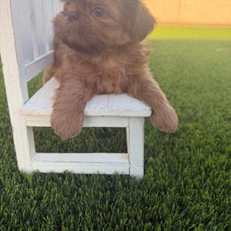 Stevie - Red male Shih Tzu puppy in Coolidge, Arizona from Shih Tzu’s  ‘N’ Love