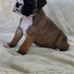 Girl 3 - Fawn female Boxer puppy in Thompson, Pennsylvania from Moonlitboxers