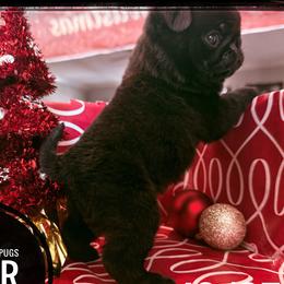 Pug puppies from Mystical Show Pugs