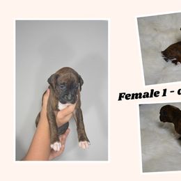 Boxer Puppies from Bowers Boxers