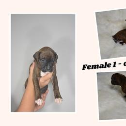 Boxer Puppies from Bowers Boxers
