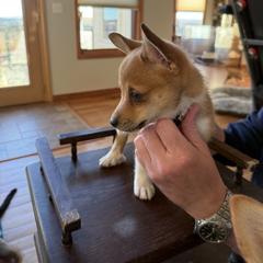 Rydel - Reddish brown female Norwegian Lundehund puppy in Franktown, Colorado from Sakari Kennels