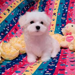 Male 1 - White male Maltese puppy in Fresno, California from Soua's Pups