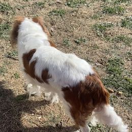 Charlotte - Cavalier King Charles Spaniel