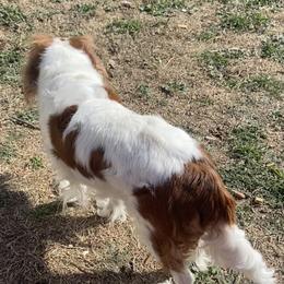 Charlotte - Cavalier King Charles Spaniel