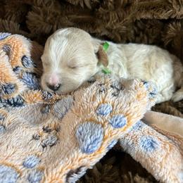 Boy 3 - Apricot male Maltipoo puppy in Clover, South Carolina from Cudi’s Buddies
