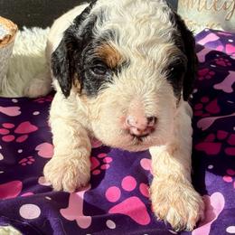 Liberty - Parti female Poodle puppy in Lakeland, Florida from Gulfside Poodles