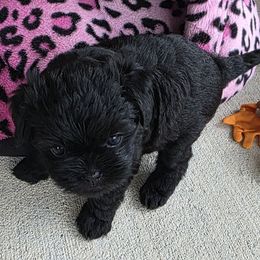 Boy 1 - Black male Affenpinscher puppy in Hastings, Florida from Tamari Affenpinchers and Oakhurst Rhodesians
