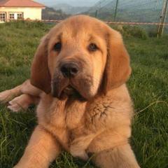 Spanish Mastiff Puppies from Hoof and Fang Spanish Mastiffs