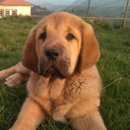 Spanish Mastiff Puppies from Hoof and Fang Spanish Mastiffs