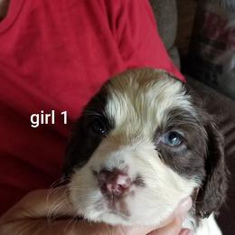 Girl 1 - Liver and white female English Springer Spaniel puppy in St. Louis, Michigan from Jo's Gems Springer