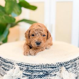 Legend - Apricot male Goldendoodle puppy in Jackson, Tennessee from Doodlebug Farms