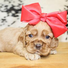 Dorthy - Red female Cocker Spaniel puppy in Rattan, Oklahoma from Double M Cocker Spaniels